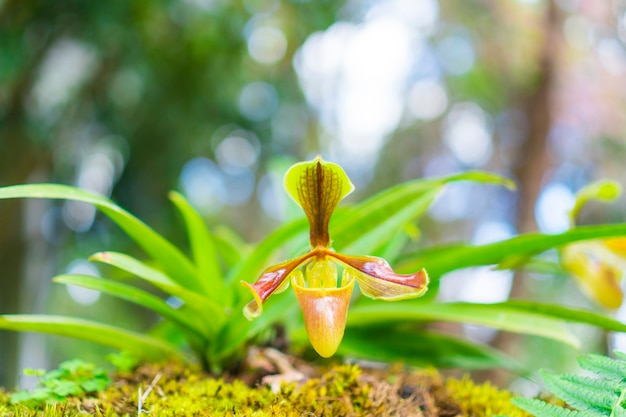 Flor de la orquídea Paphiopedilum o la orquídea de Lady&#39;s Slipper en el Centro de Conservación