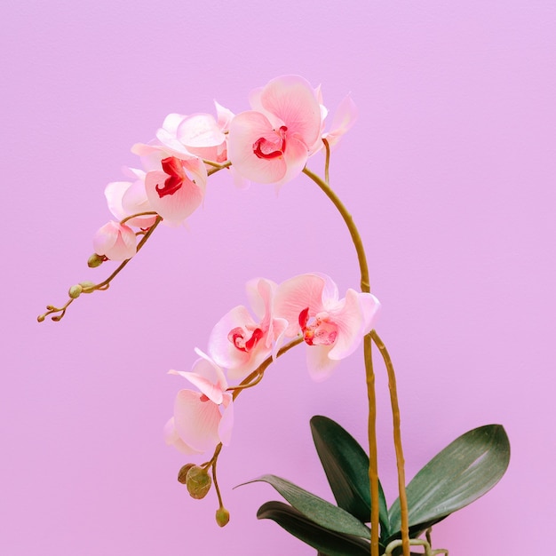 Flor de la orquídea en una pared de fondo rosa. Concepto de amante de las plantas