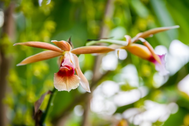 Foto flor de orquídea phaius wallichii