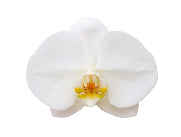 Flor de la orquídea Phalaenopsis aislado en blanco