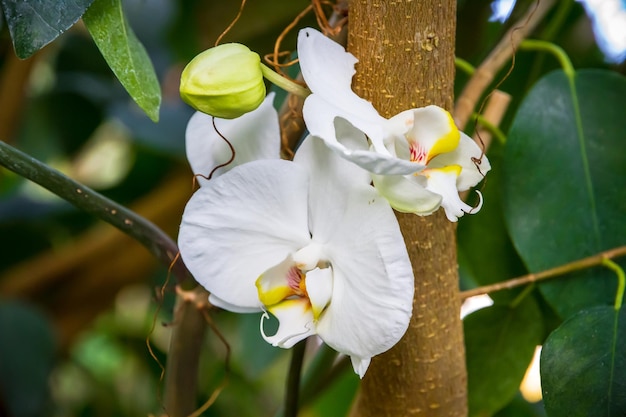 Flor de orquídea Phalaenopsis Amabilis