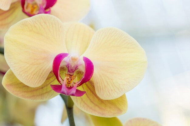 Flor de orquídea Phalaenopsis amarilla