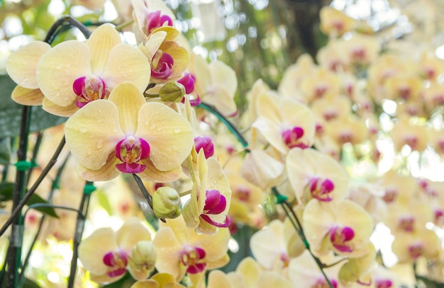 Flor de orquídea Phalaenopsis amarilla