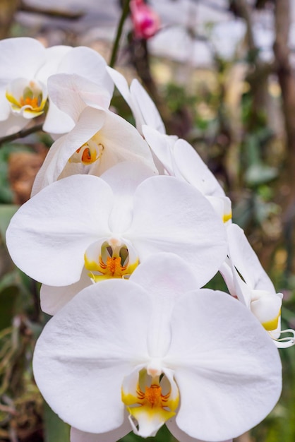 Flor de orquídea phalaenopsis blanca en un jardín tropical