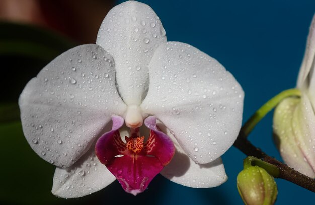 Flor de orquídea Phalaenopsis en crecimiento Concepto de orquídea floral