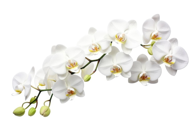 Flor de orquídea Phalaenopsis hermosas flores de primavera aisladas sobre fondo blanco para la belleza