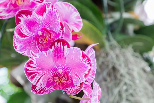 Flor de la orquídea de Phalaenopsis en jardín en el invierno o el día de primavera.