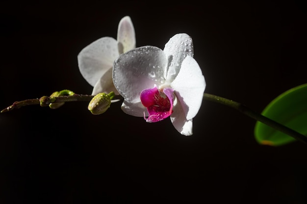 Flor de orquídea phalaenopsis Planta decorativa aislada sobre fondo negro Concepto floral