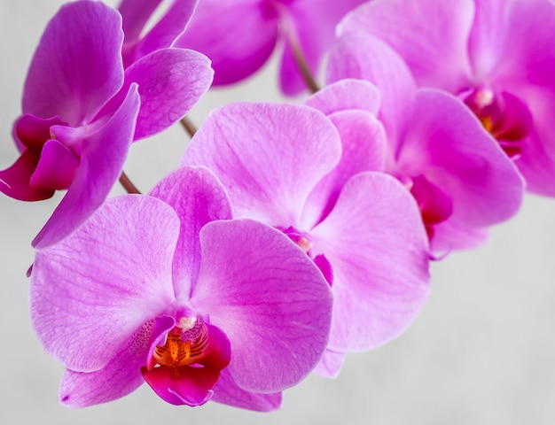 Flor de la orquídea Phalaenopsis púrpura sobre fondo blanco.