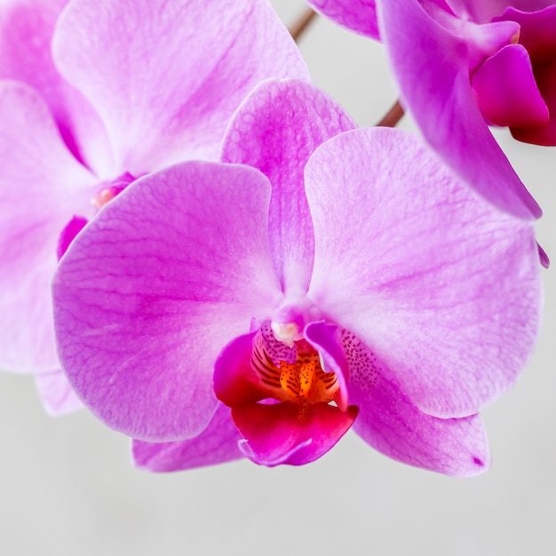 Flor de orquídea Phalaenopsis púrpura sobre fondo blanco.