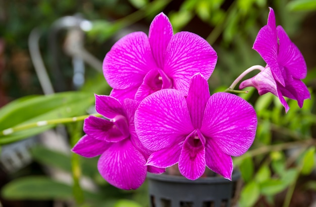 Flor de orquídea Phalaenopsis púrpura