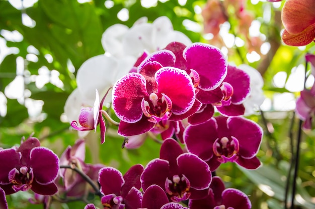 Flor de orquídea Phalaenopsis rosa