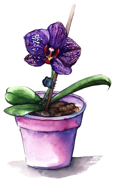 Flor de orquídea phalaenopsis violeta en maceta púrpura