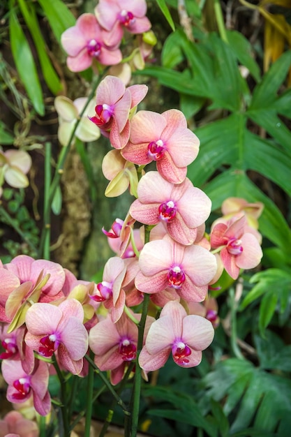 Flor de orquídea Phalaenopsis