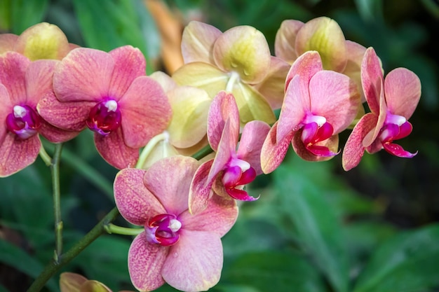 Flor de orquídea Phalaenopsis