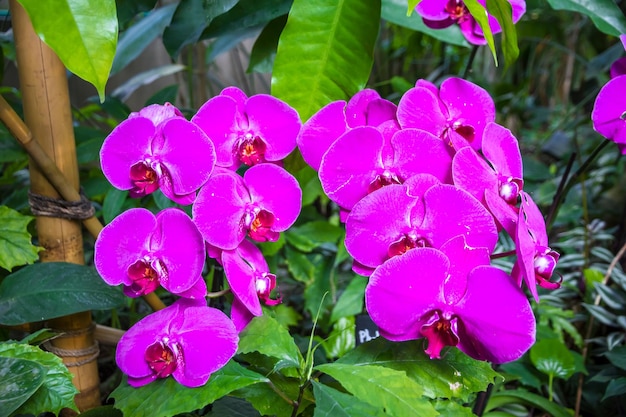 Flor de orquídea Phalaenopsis