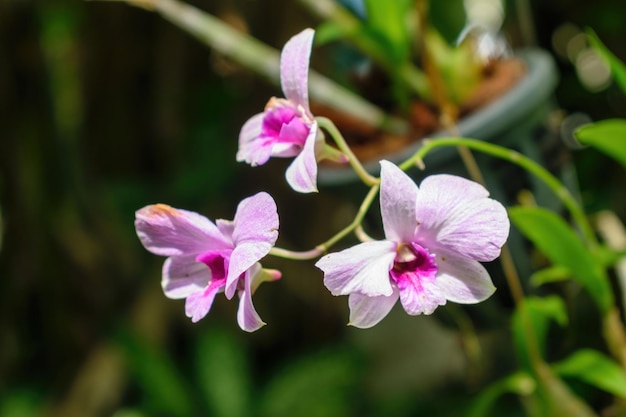 La flor de una orquídea púrpura blanca