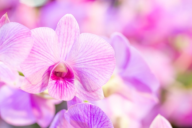 Flor de orquídea púrpura con colores de fondo