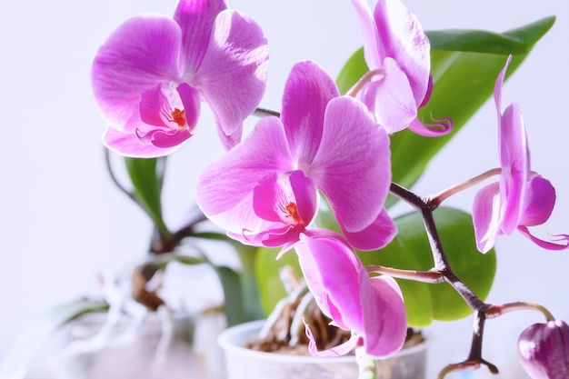 Flor de la orquídea púrpura flor.