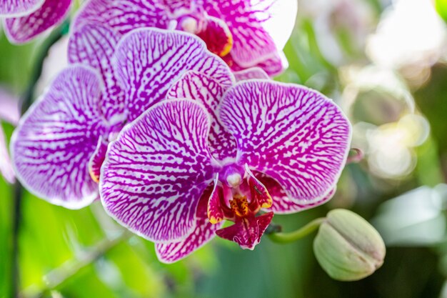 Flor de orquídea púrpura en el jardín