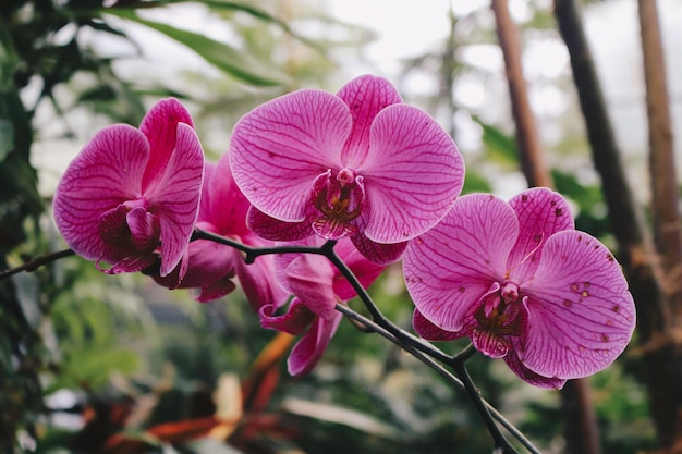 Flor de orquídea púrpura phalaenopsis phalaenopsis o falah sobre un fondo blanco Flores de phalaenopsis púrpura a la derecha conocidas como orquídeas mariposa