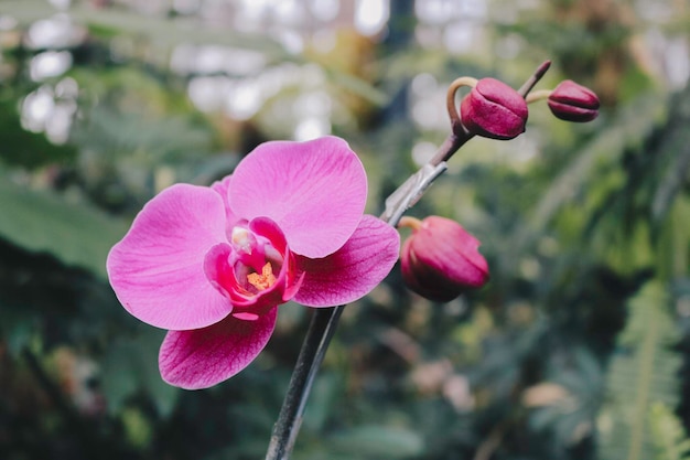 Flor de orquídea púrpura phalaenopsis phalaenopsis o falah sobre un fondo blanco