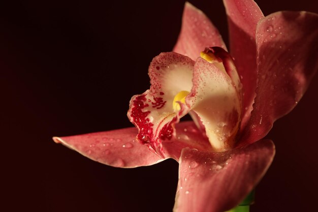 Flor de orquídea púrpura