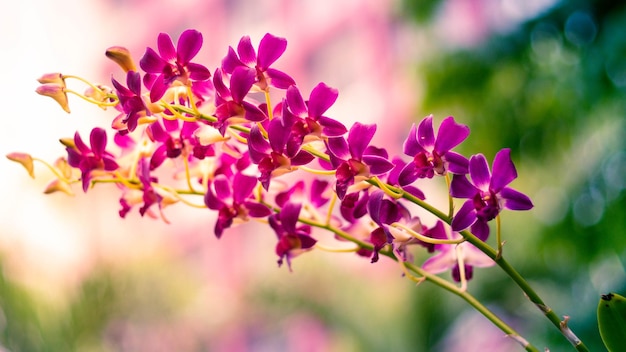 Flor de orquídea púrpura