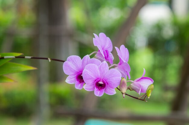 Flor de la orquídea que florece al aire libre contra fondo borroso