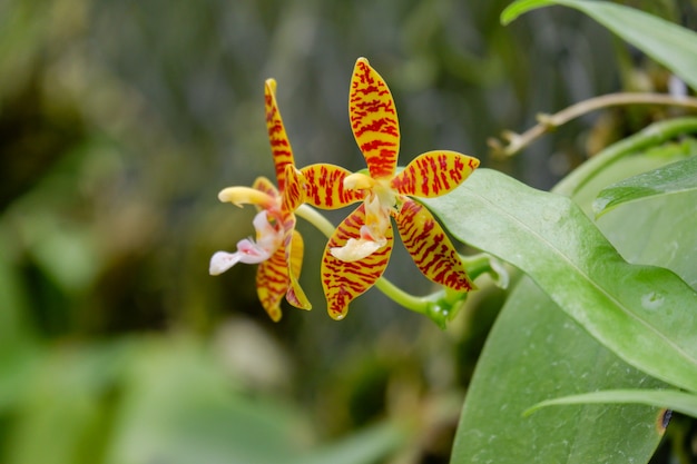 flor de la orquídea que florece en la naturaleza
