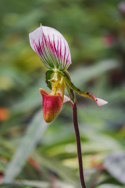 flor de orquídea que florece de paphiopedilum