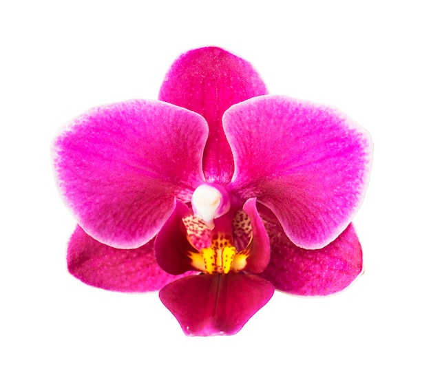 Flor de la orquídea con rayas rosa aislado
