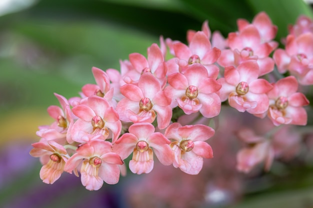 Flor de la orquídea de Rhynchostylis en jardín.