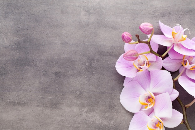 Flor de orquídea rosa sobre un fondo de textura gris, espacio para un texto.