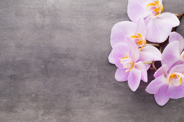 Flor de orquídea rosa sobre un fondo de textura gris, espacio para un texto.