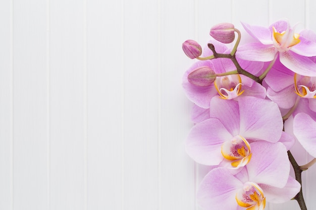 Flor de orquídea rosa sobre un fondo de textura de madera blanca, espacio para un texto.