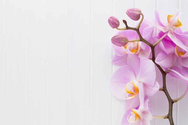 Flor de orquídea rosa sobre un fondo de textura de madera blanca, espacio para un texto.