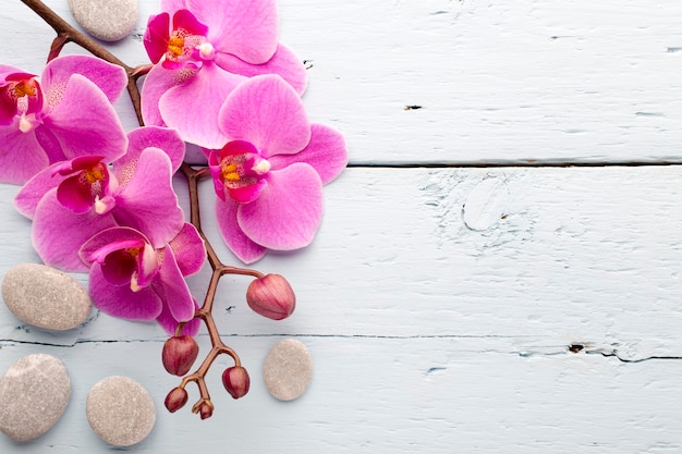 Flor de orquídea rosa.