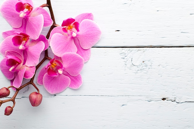 Flor de orquídea rosa.