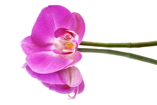 Flor de la orquídea rosa