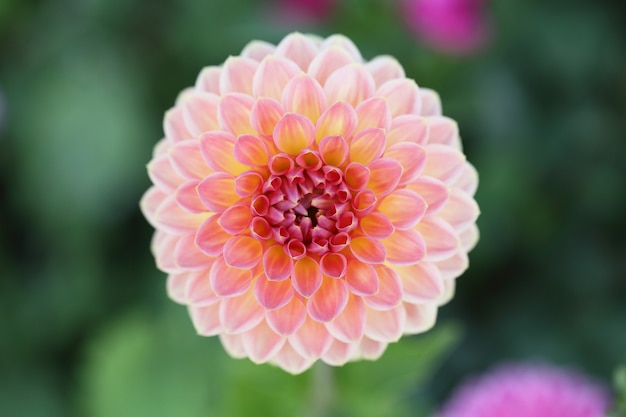 Flor de la orquídea rosa