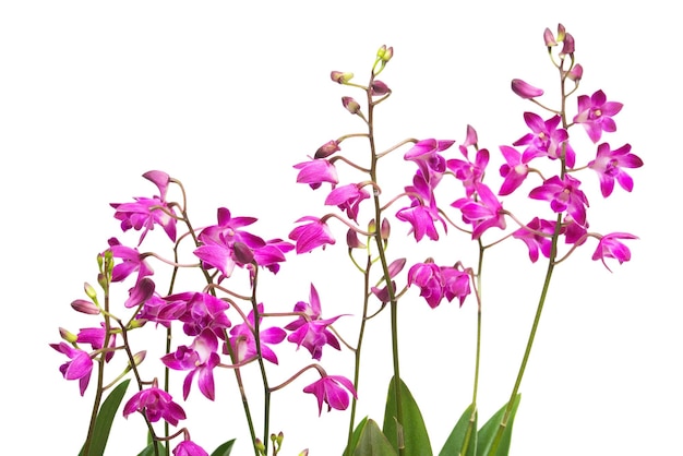 Flor de la orquídea rosada Dendrobium kingianum aislado sobre fondo blanco. Composición floral creativa de moda. Verano primavera. Vista plana endecha, superior. Amor. día de San Valentín