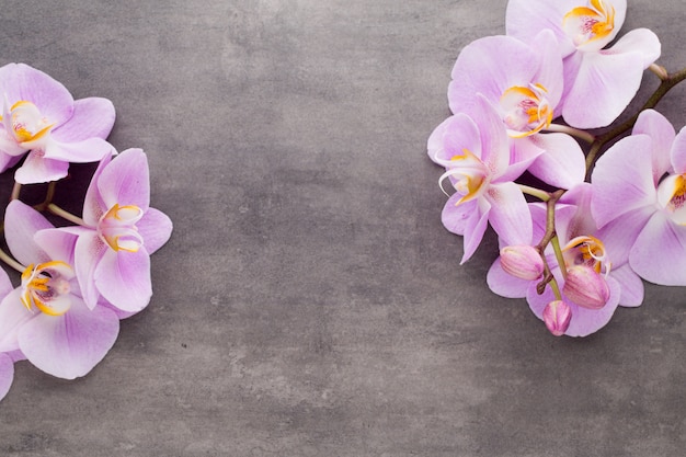 Flor de la orquídea rosada en un espacio gris con textura, para un texto.