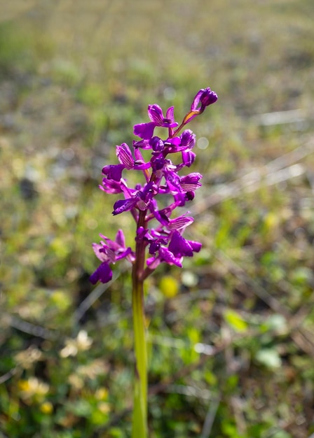 Flor de orquídea salvaje al sol en primavera en un prado en Grecia