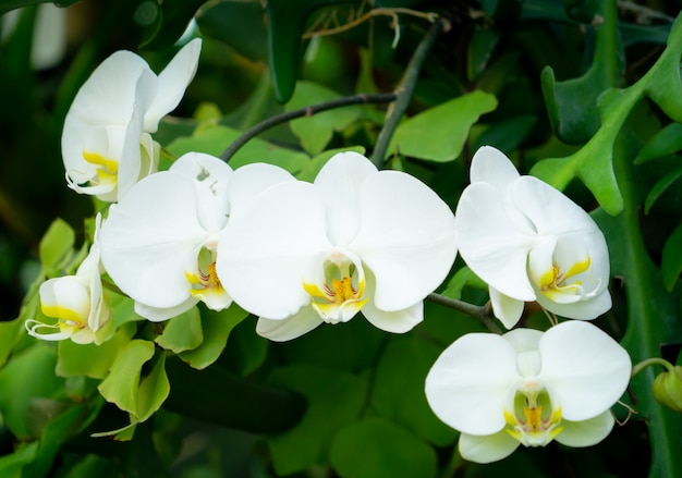 Flor de orquídea salvaje blanca cerrada tiro