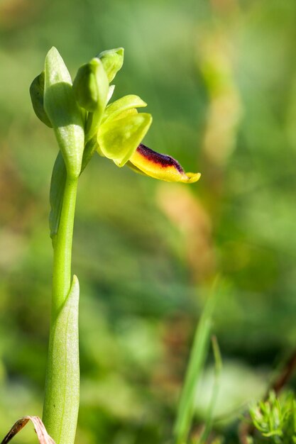 Flor de orquídea silvestre, ophrys lutea, Izmir / Turquía