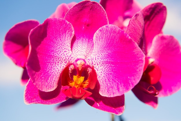 Flor de orquídea sobre fondo de cielo azul de cerca La flor tropical exige un cuidado especial Consejos para el cuidado de las orquídeas Cómo cuidar las plantas de orquídeas en el interior La orquídea rosa floreciente se ve hermosa