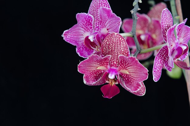 Flor de la orquídea sobre fondo negro