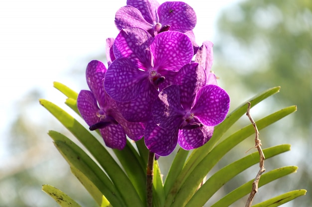 Flor de la orquidea en tropical