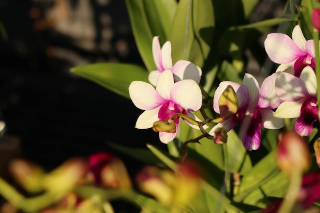 flor de orquidea en tropical